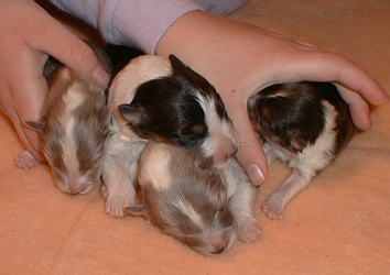 Rio-Simone puppies 3 days