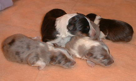Rio-Simone puppies 3 days