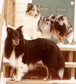 Nicholas and Belle, my first two shelties